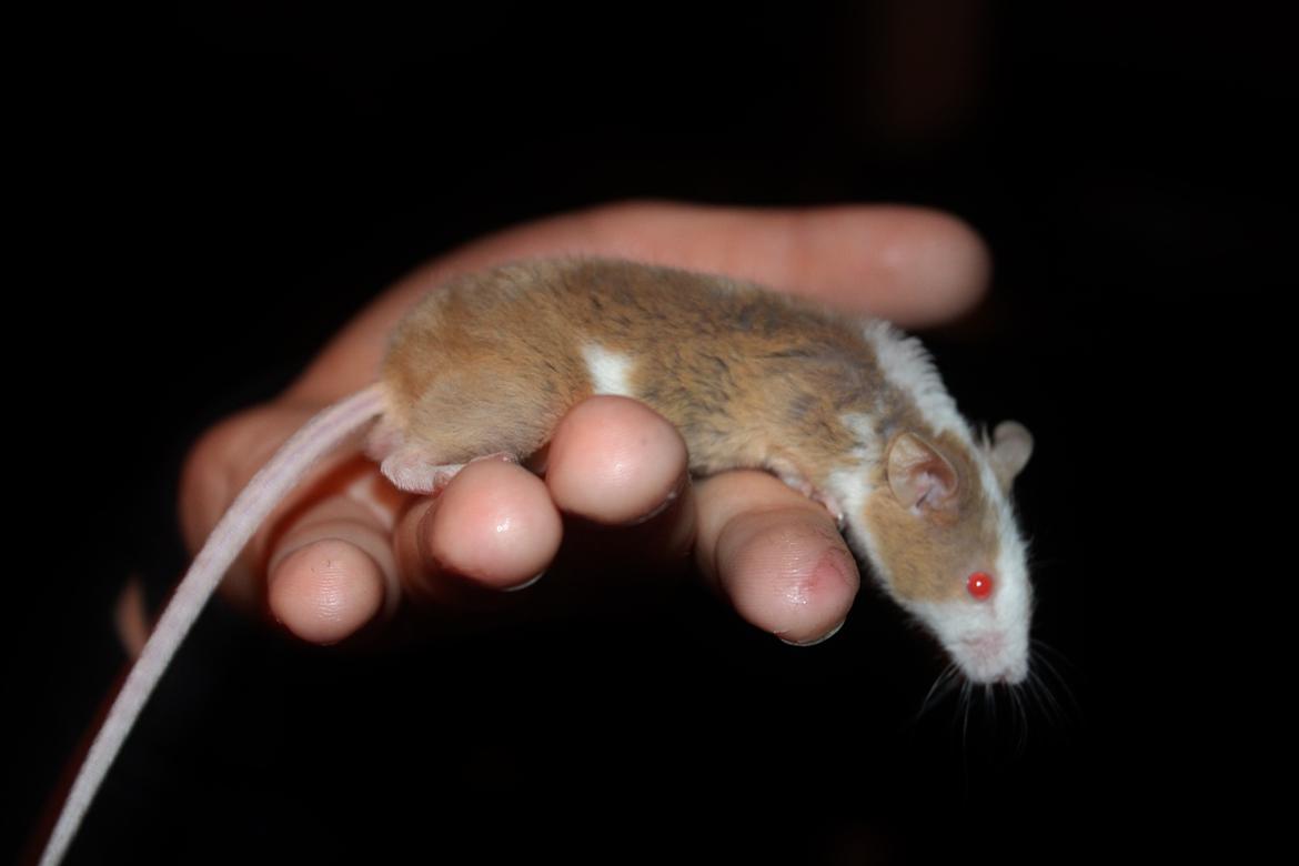 Mus Hedegaard's Balou billede 10