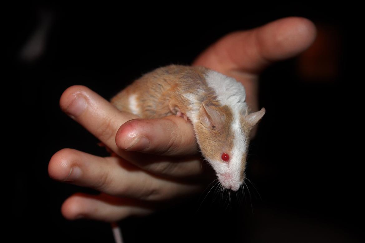 Mus Hedegaard's Balou billede 11