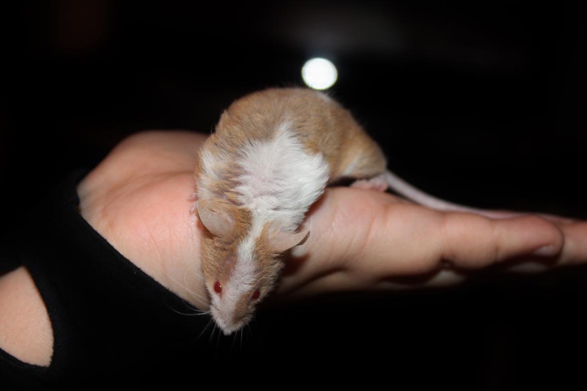 Mus Hedegaard's Balou billede 12