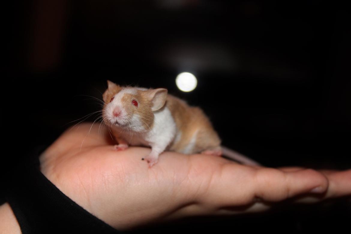 Mus Hedegaard's Balou billede 13