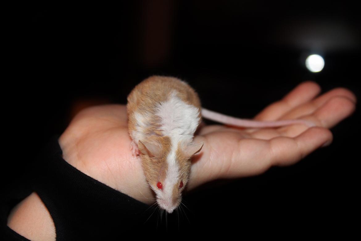 Mus Hedegaard's Balou billede 14