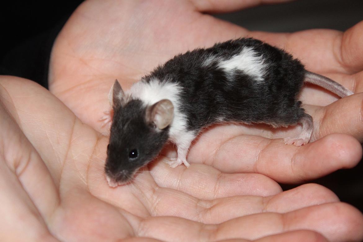 Mus Hedegaard's Snehvide billede 1