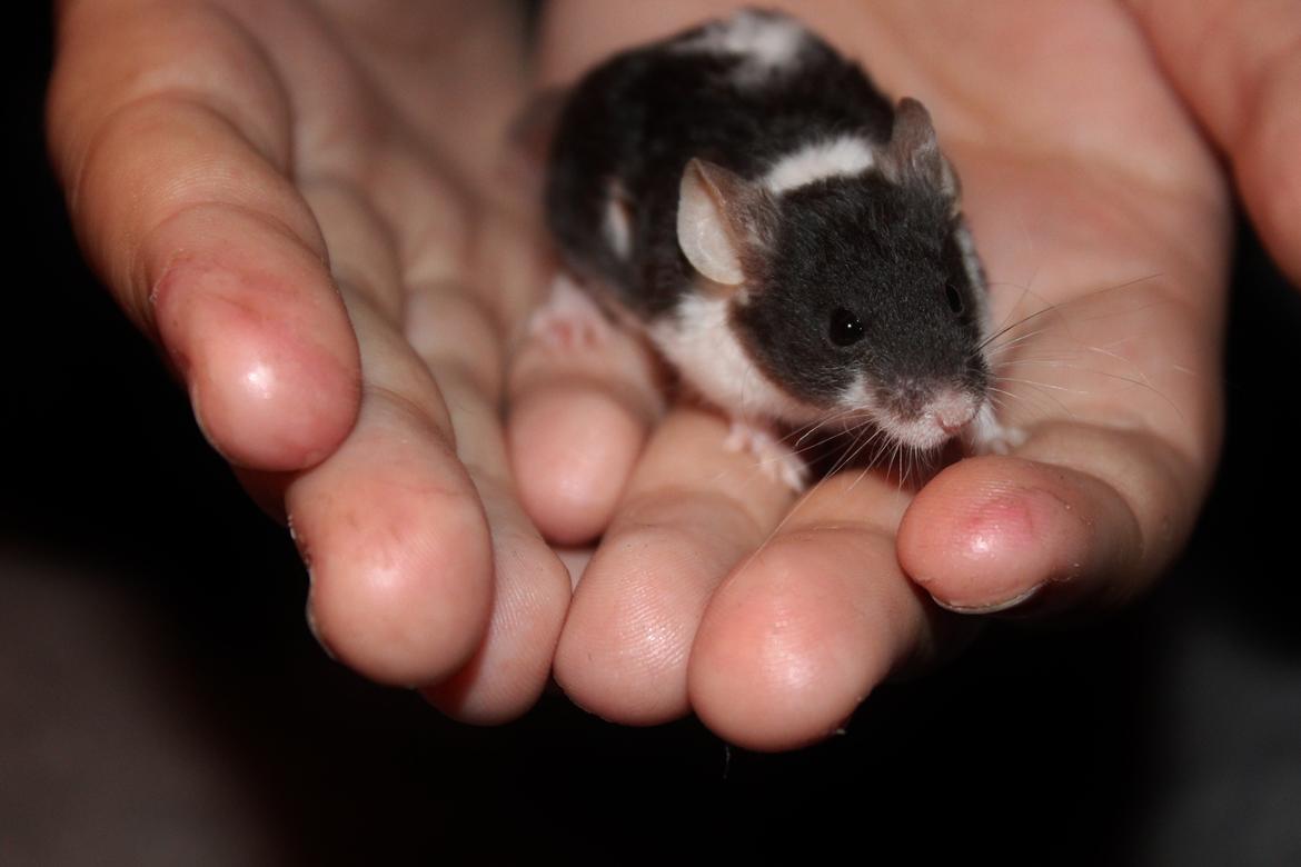 Mus Hedegaard's Snehvide billede 3