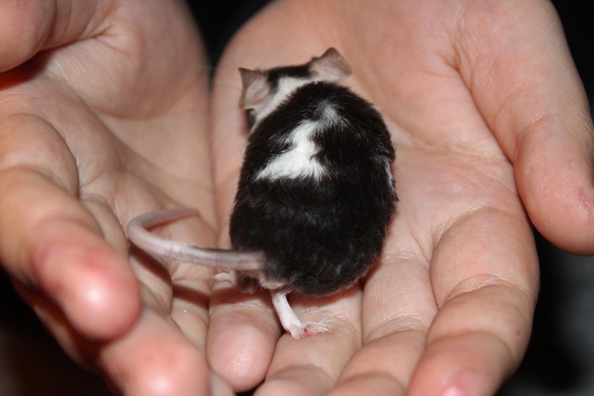 Mus Hedegaard's Snehvide billede 4