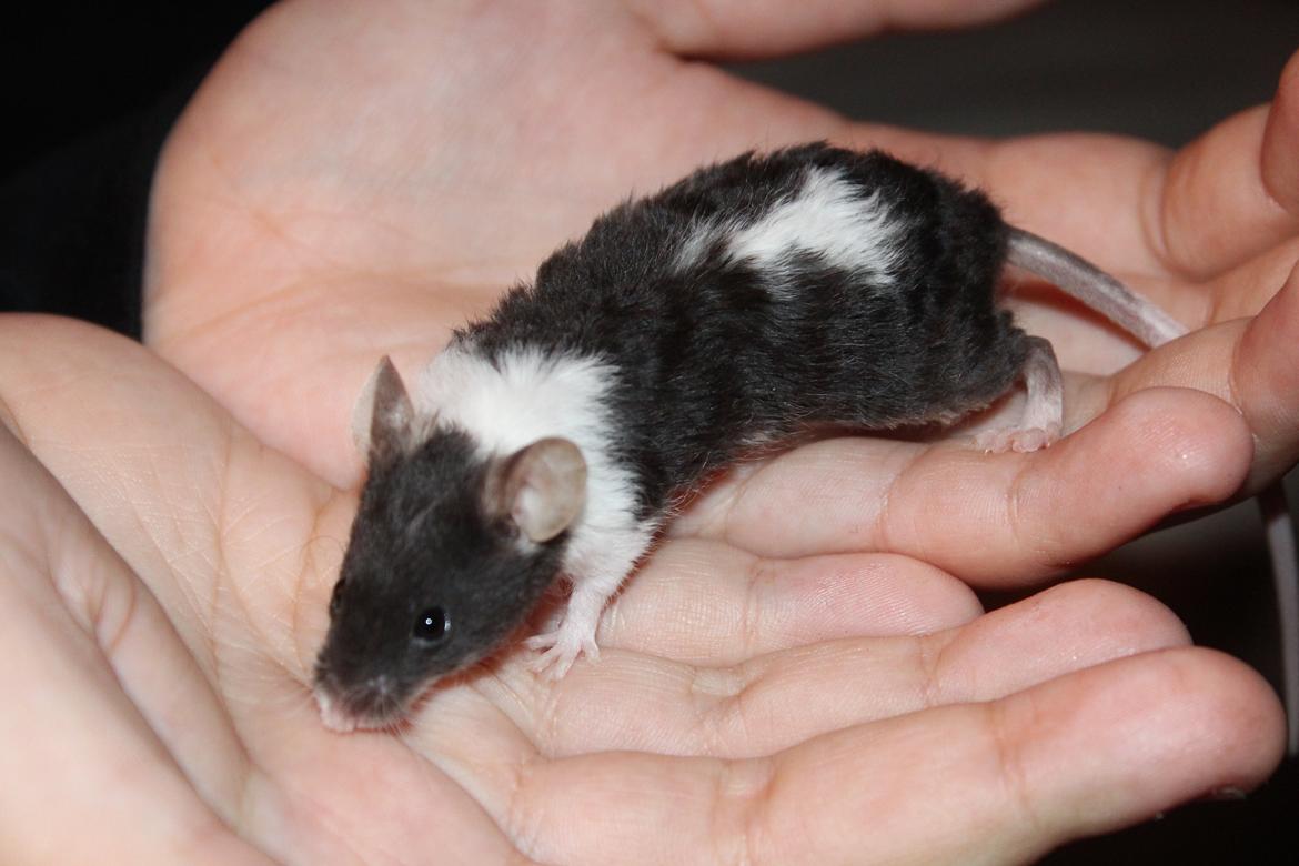 Mus Hedegaard's Snehvide billede 2