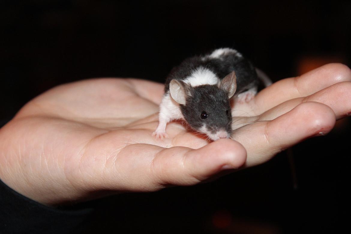 Mus Hedegaard's Snehvide billede 5