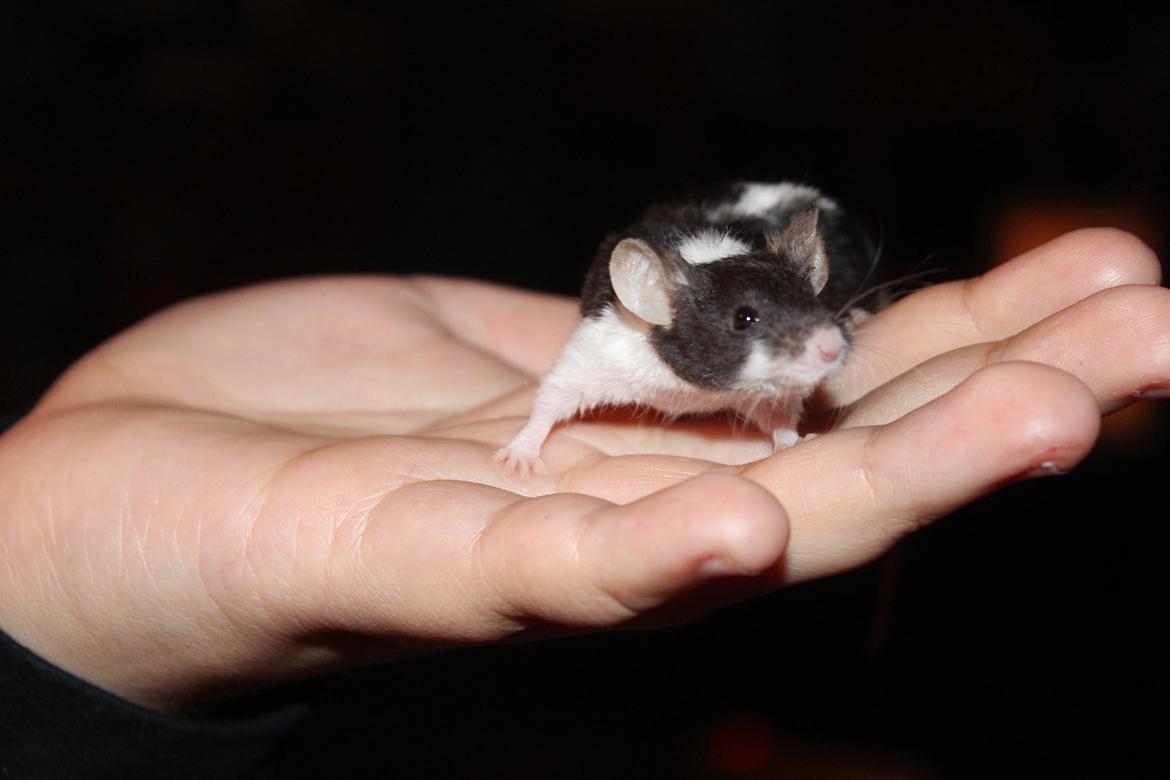 Mus Hedegaard's Snehvide billede 6