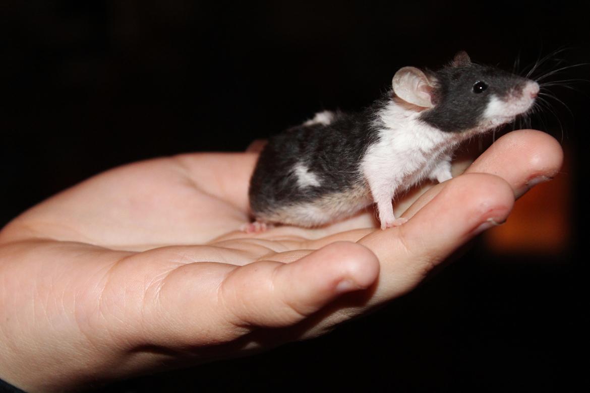 Mus Hedegaard's Snehvide billede 7