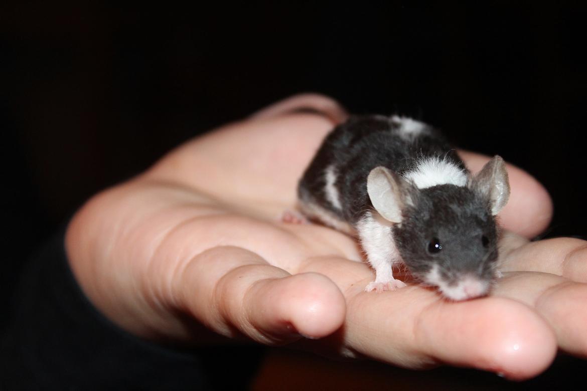 Mus Hedegaard's Snehvide billede 8