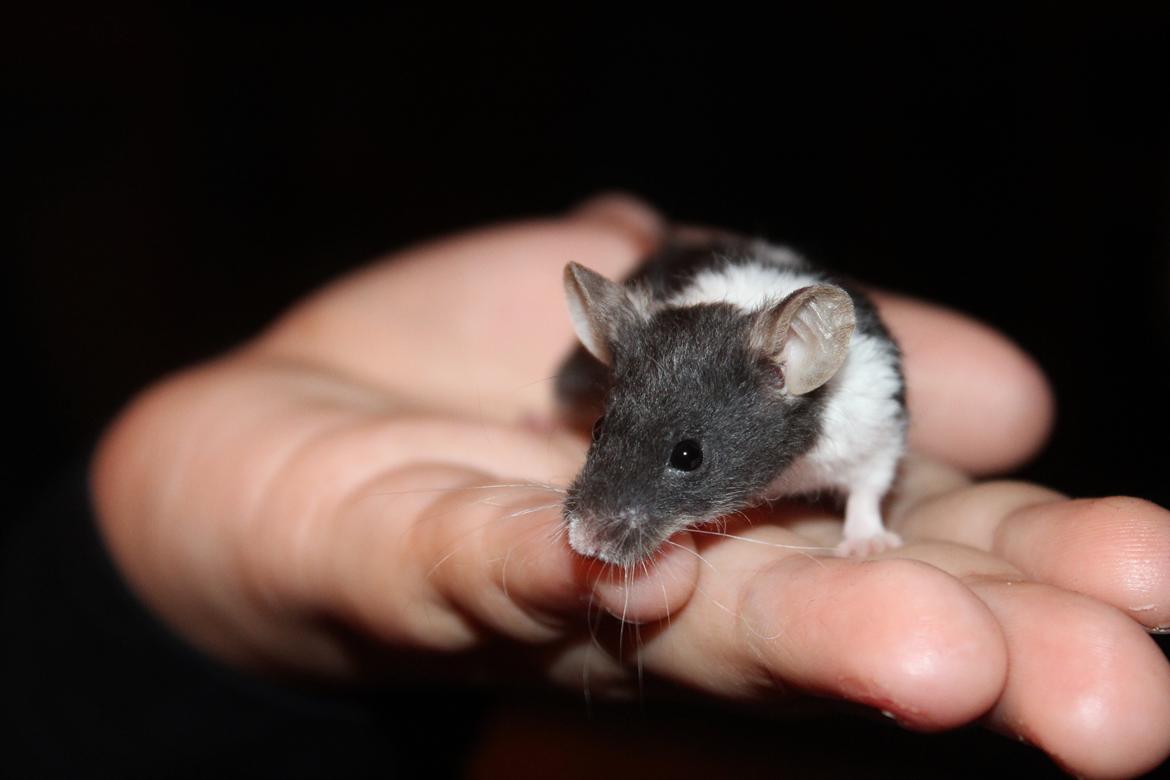 Mus Hedegaard's Snehvide billede 9