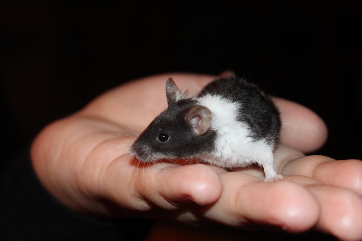 Mus Hedegaard's Snehvide billede 10