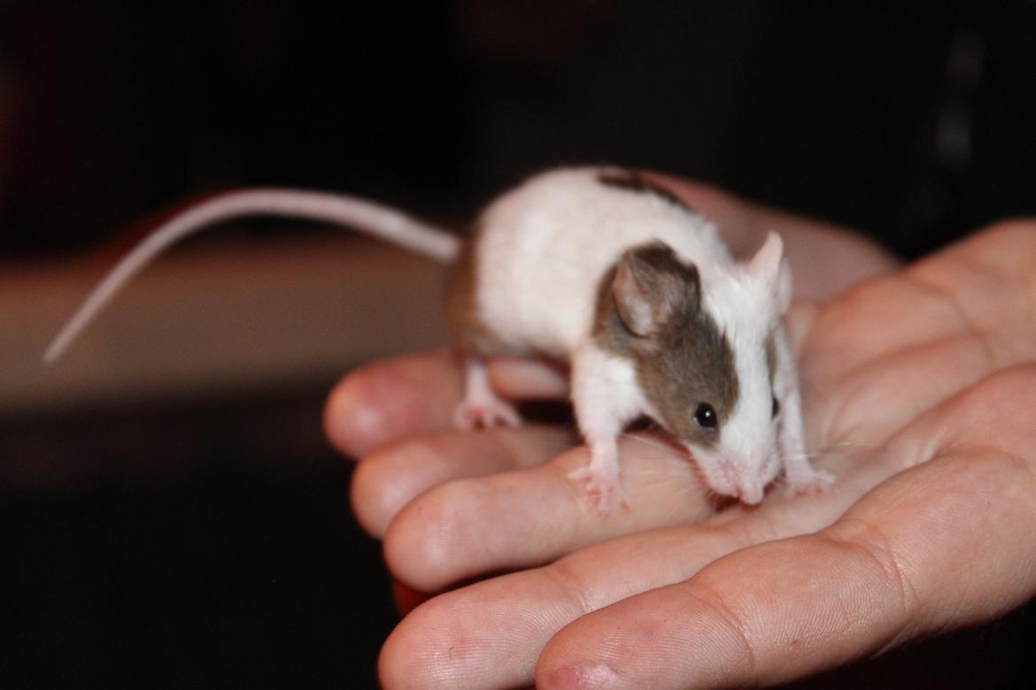 Mus Hedegaard's Fiona billede 2