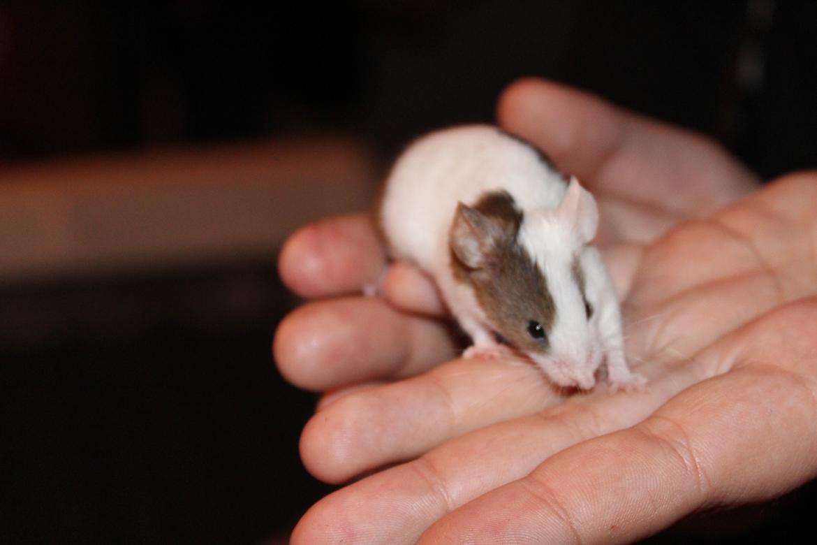 Mus Hedegaard's Fiona billede 3