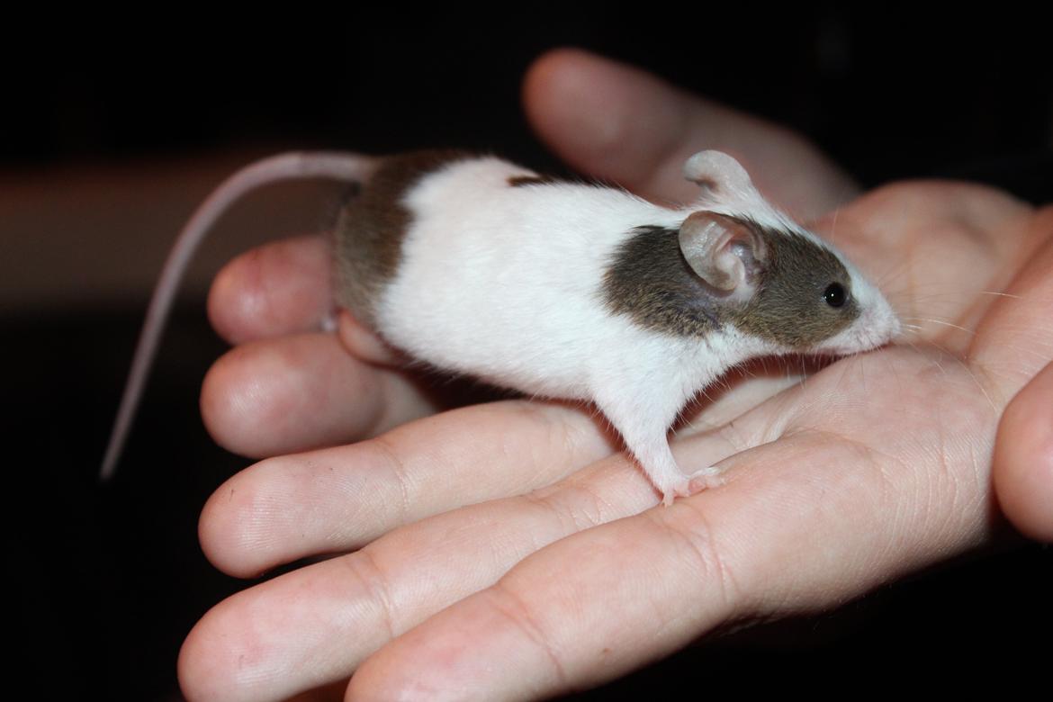 Mus Hedegaard's Fiona billede 4