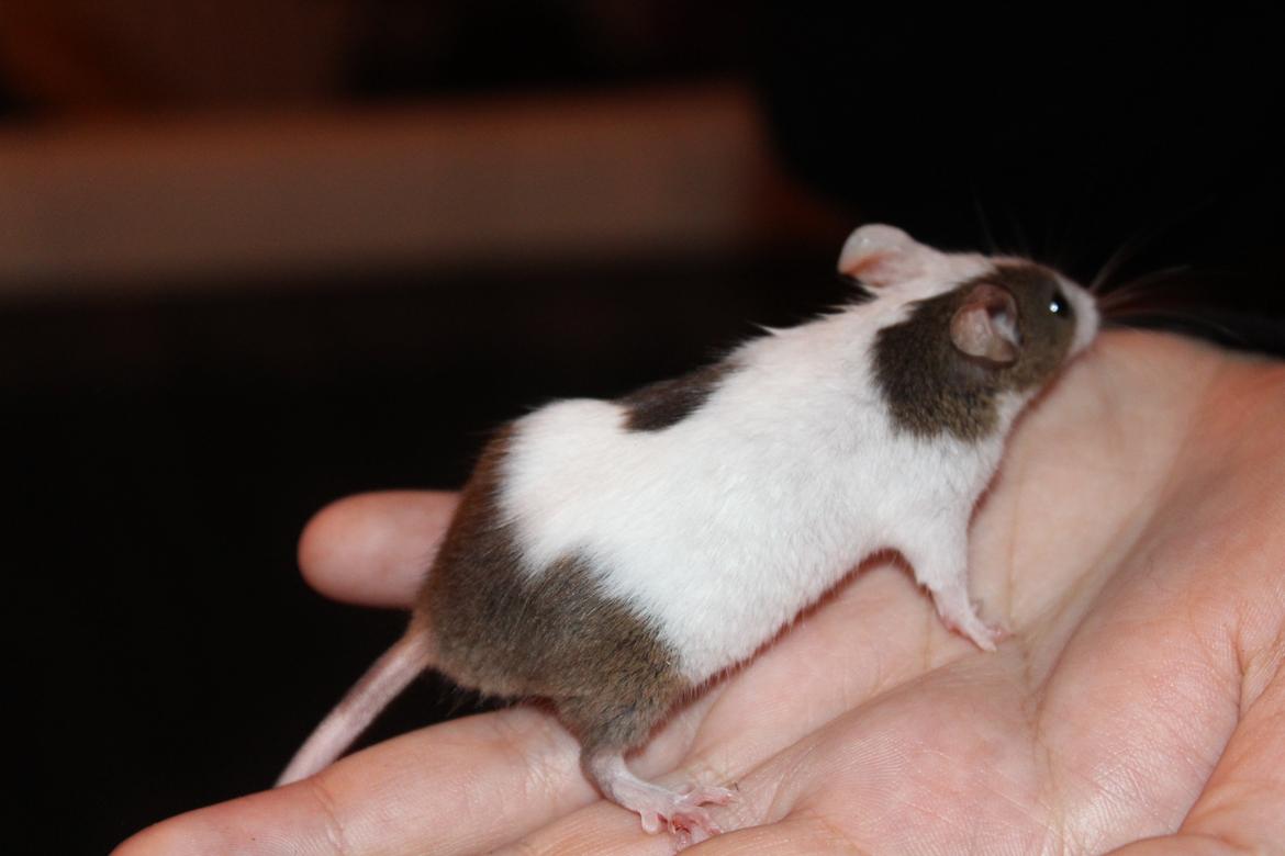 Mus Hedegaard's Fiona billede 5