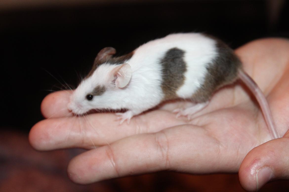 Mus Hedegaard's Fiona billede 6