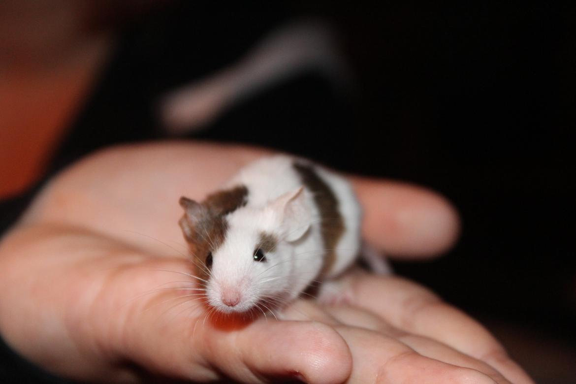 Mus Hedegaard's Fiona billede 7