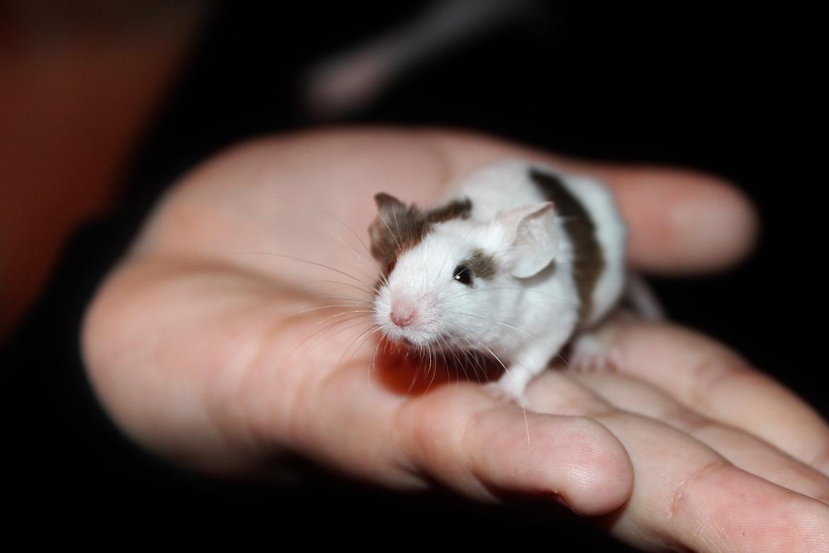 Mus Hedegaard's Fiona billede 8