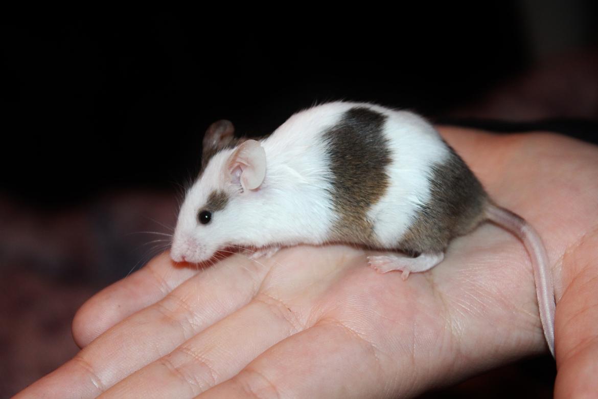 Mus Hedegaard's Fiona billede 9