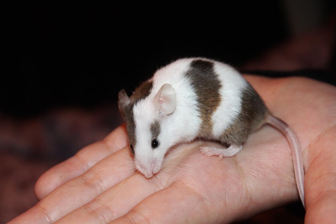 Mus Hedegaard's Fiona billede 10