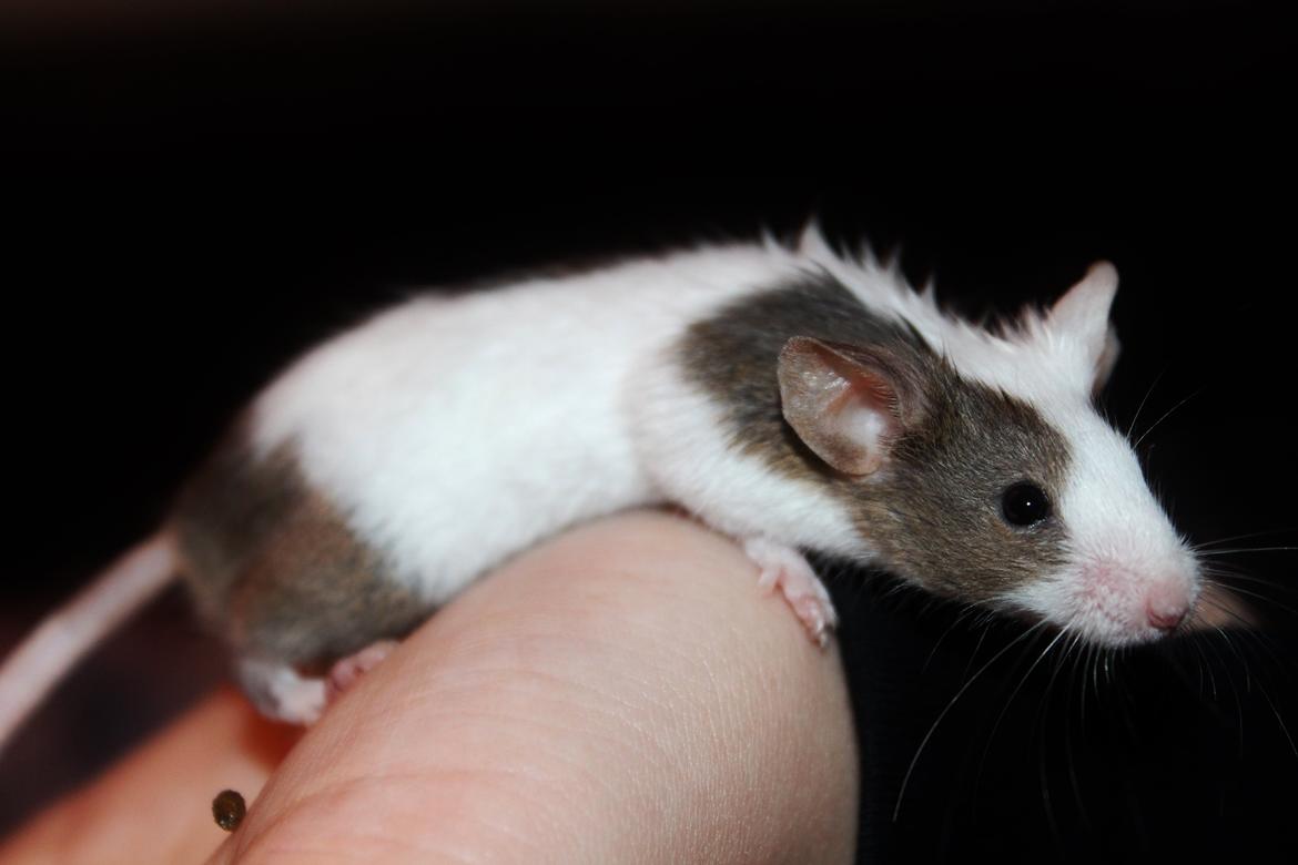 Mus Hedegaard's Fiona billede 12