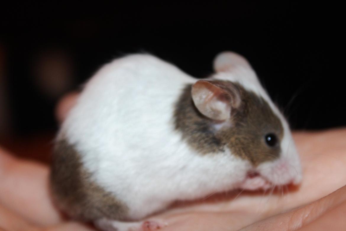 Mus Hedegaard's Fiona billede 13