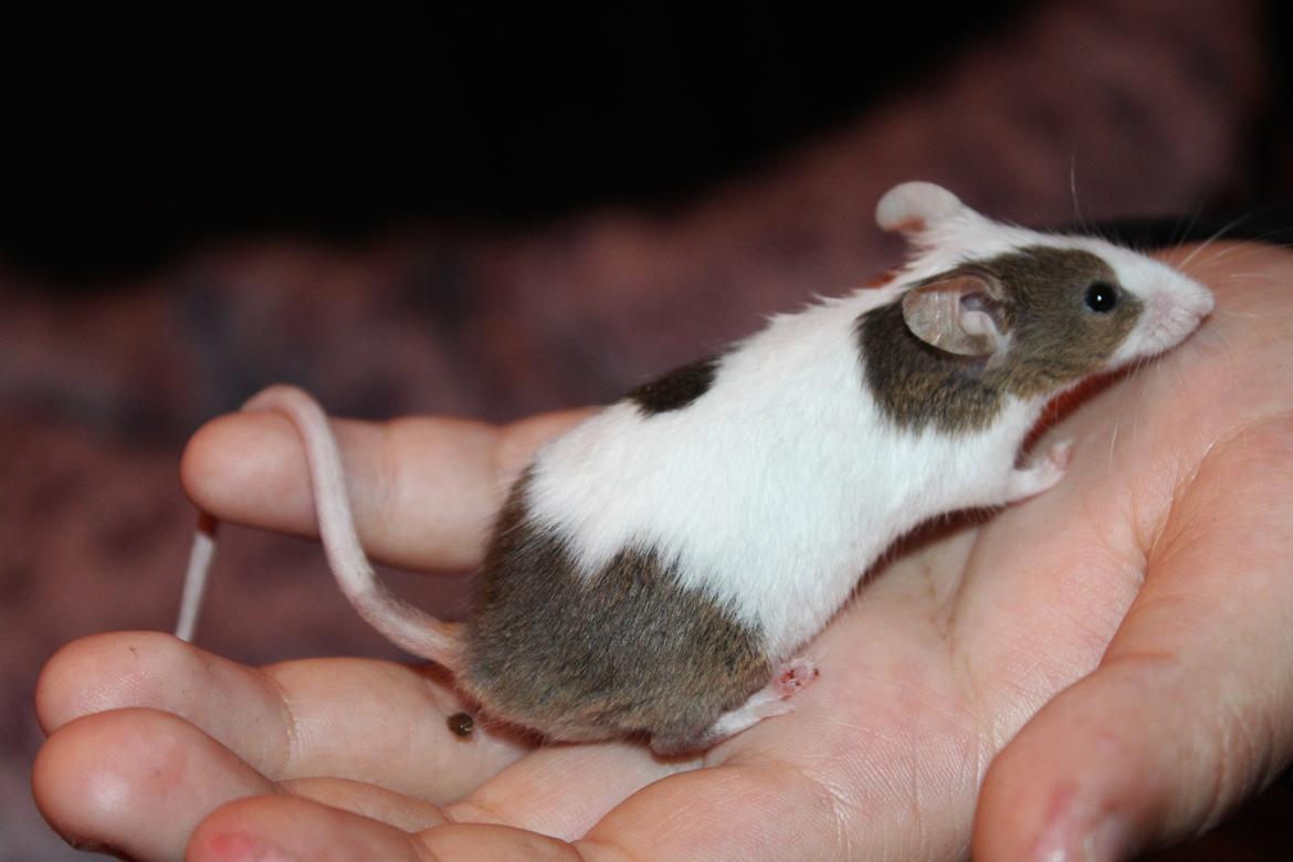 Mus Hedegaard's Fiona billede 14