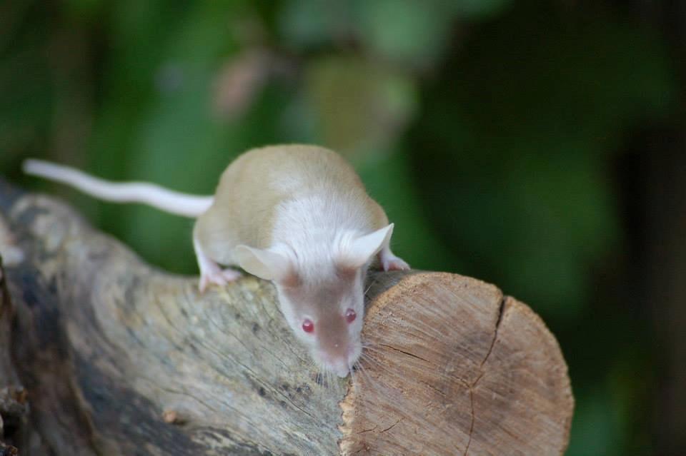 Mus Gold - Lånt af sælger Stine billede 17