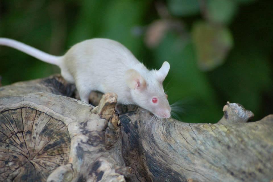 Mus Gold - Lånt af sælger Stine billede 13