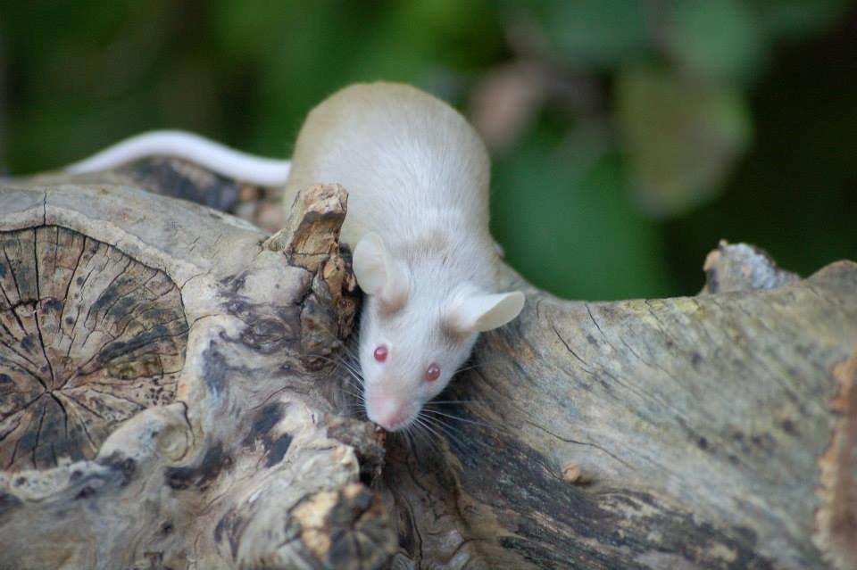Mus Gold - Lånt af sælger Stine billede 14