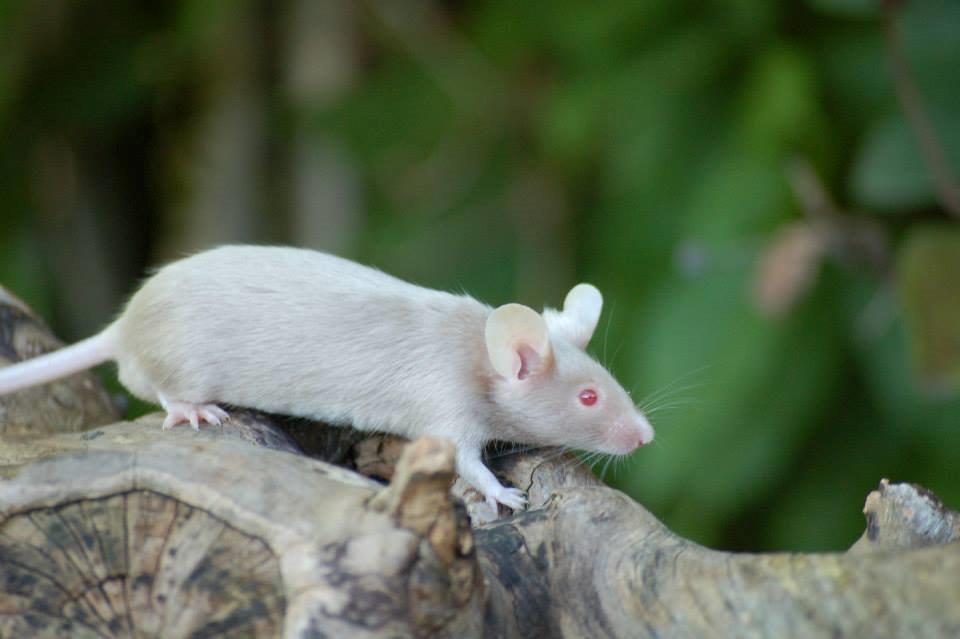 Mus Gold - Lånt af sælger Stine billede 15