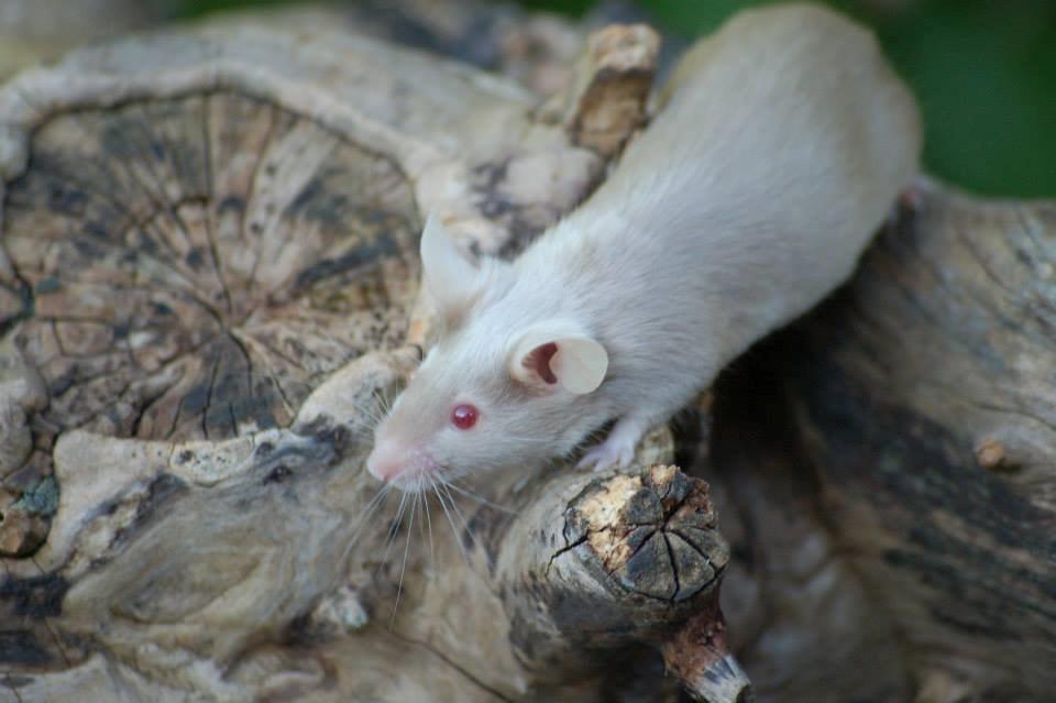 Mus Gold - Lånt af sælger Stine billede 16