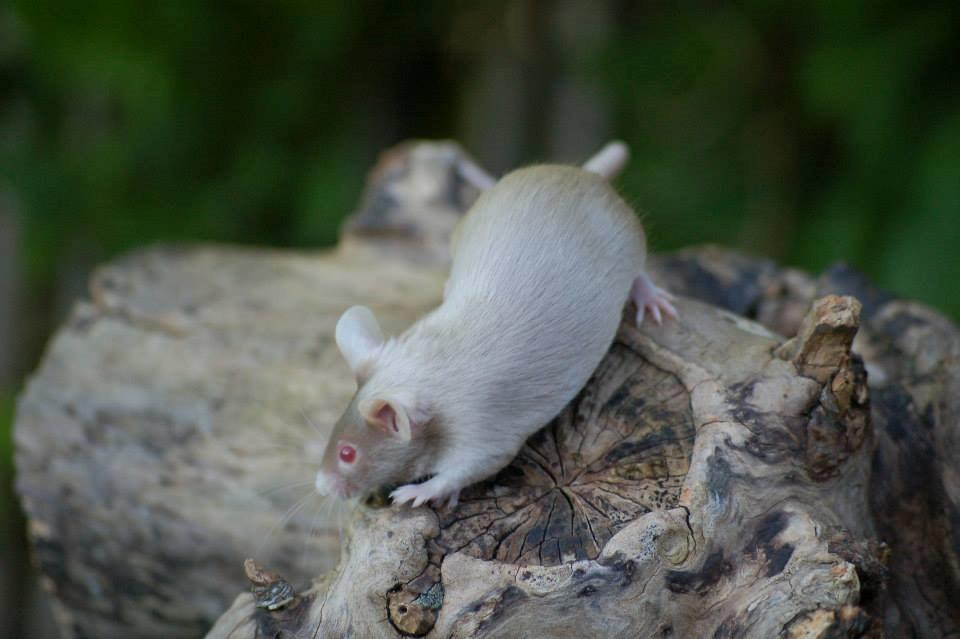 Mus Gold - Lånt af sælger Stine billede 18