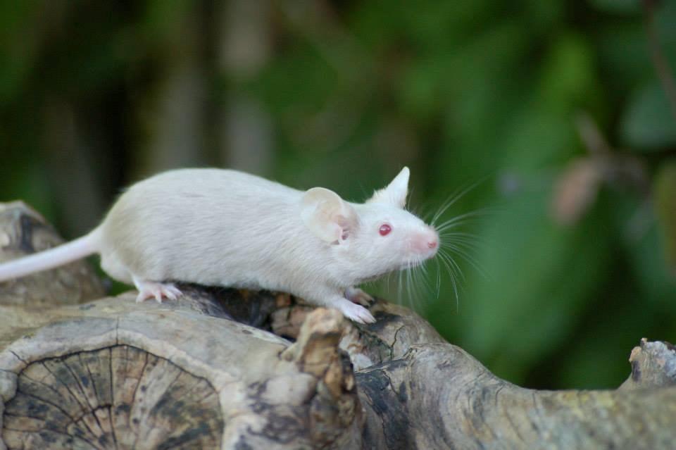 Mus Gold - Lånt af sælger Stine billede 19