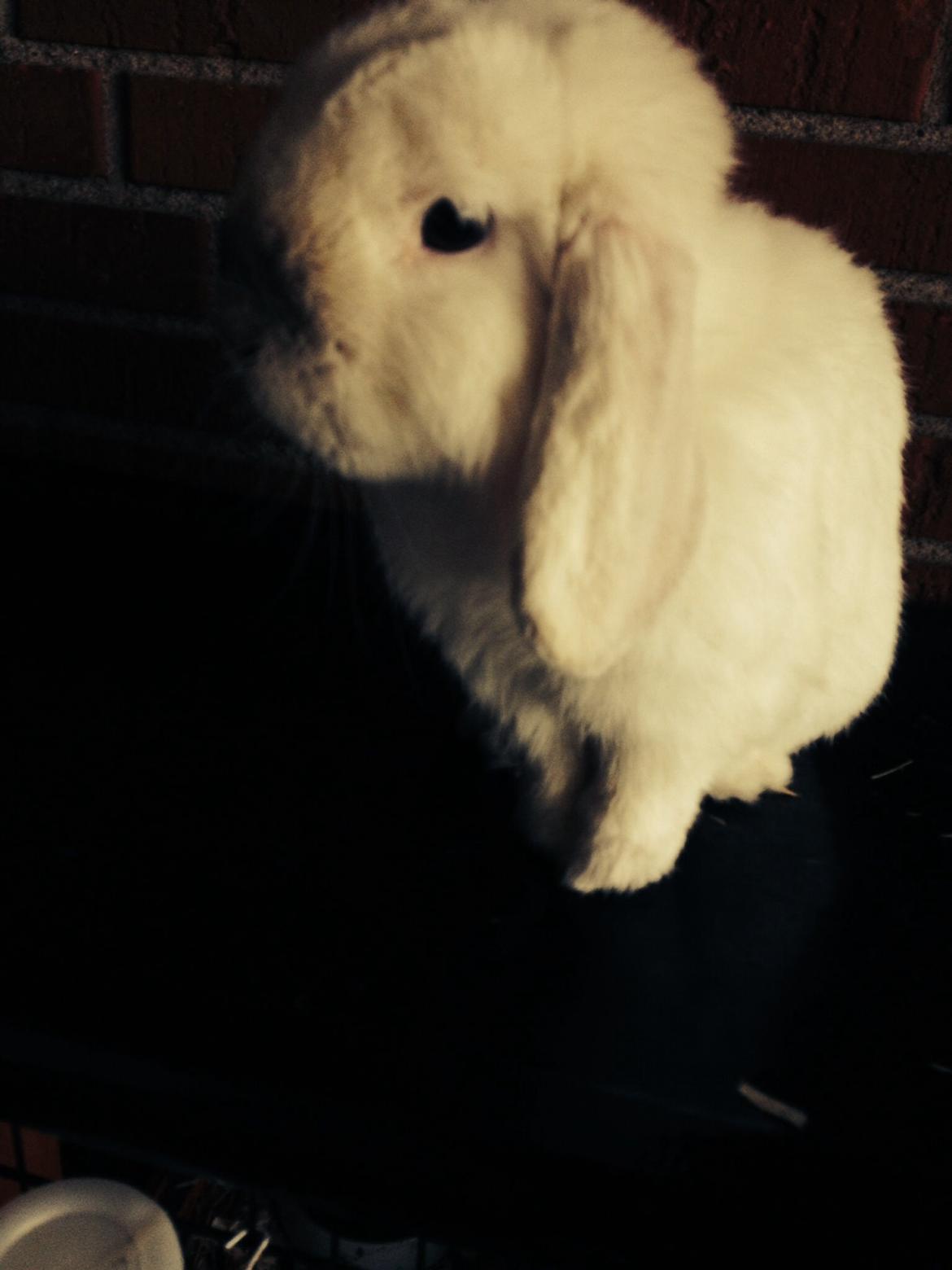 Kanin Jumper De Hermano - Mus :* billede 9