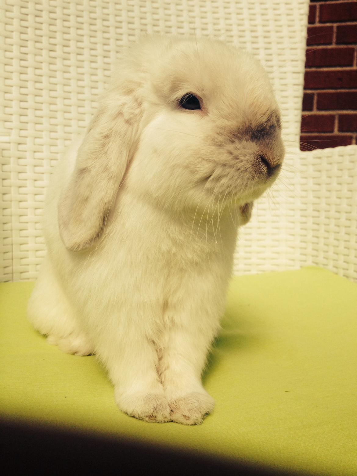 Kanin Jumper De Hermano - Sommer 2014 billede 10