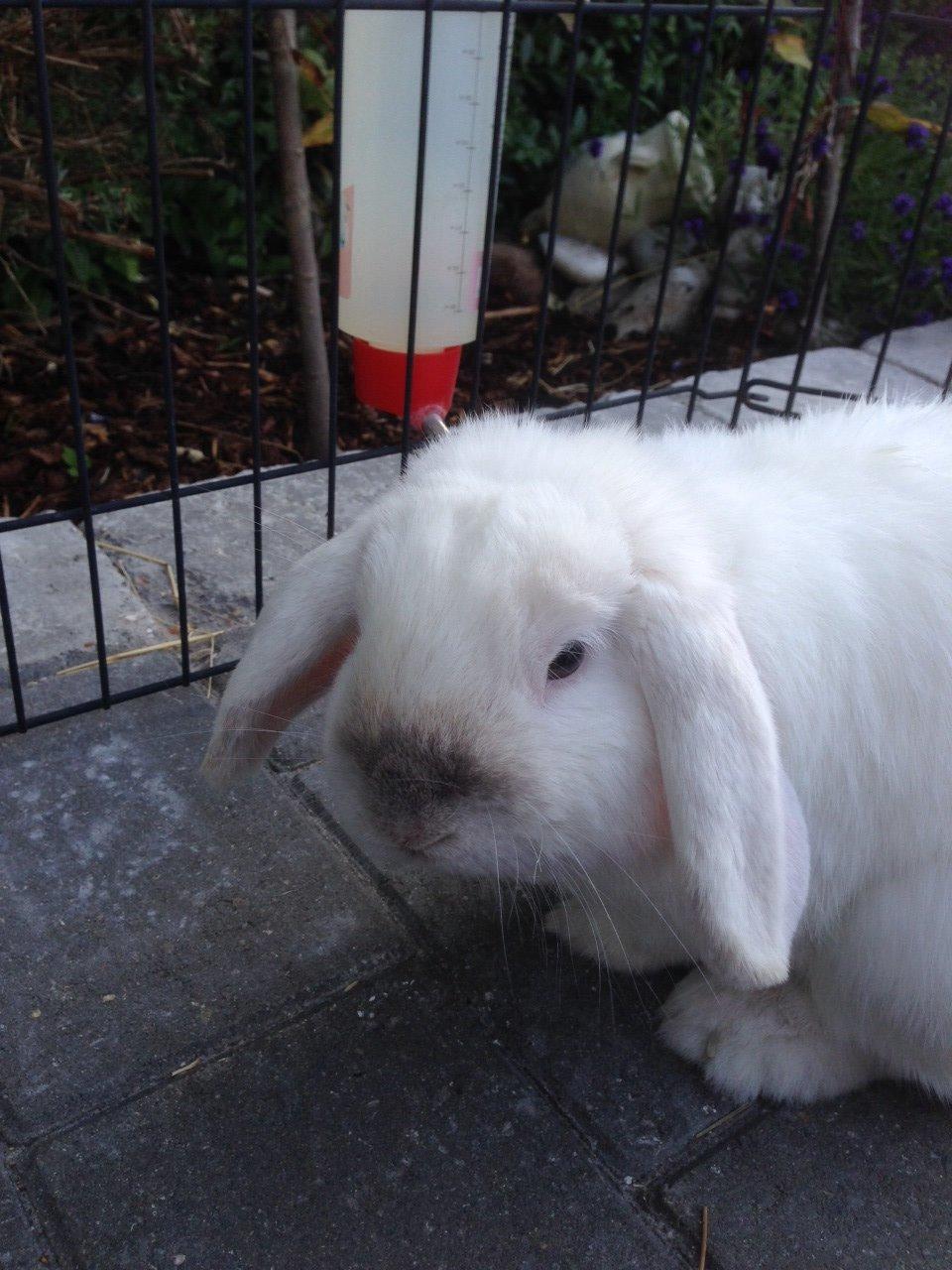 Kanin Jumper De Hermano - Basseeee....<3<3<3 billede 11