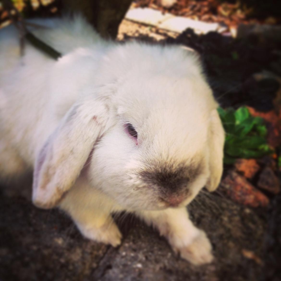 Kanin Jumper De Hermano - Love my little boy<3<3<3 billede 12