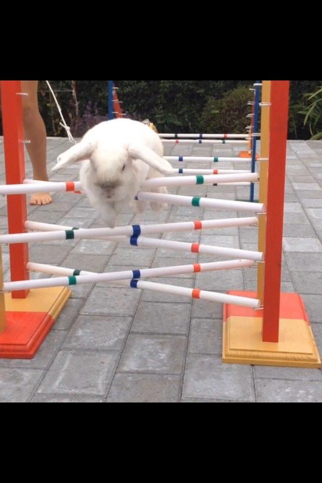 Kanin Jumper De Hermano - Jumper over 30-40 cm. billede 13