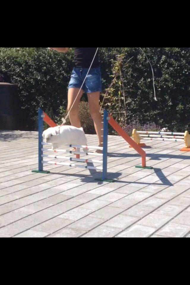 Kanin Jumper De Hermano - Over 20-25 cm. billede 14