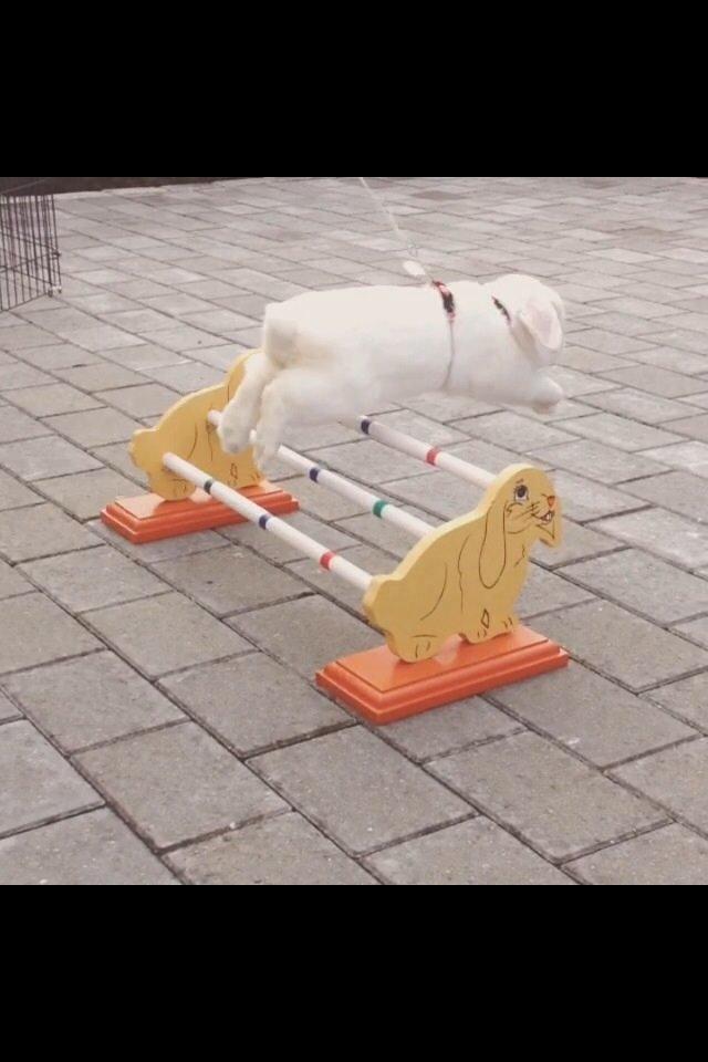 Kanin Jumper De Hermano - 15 cm. billede 15