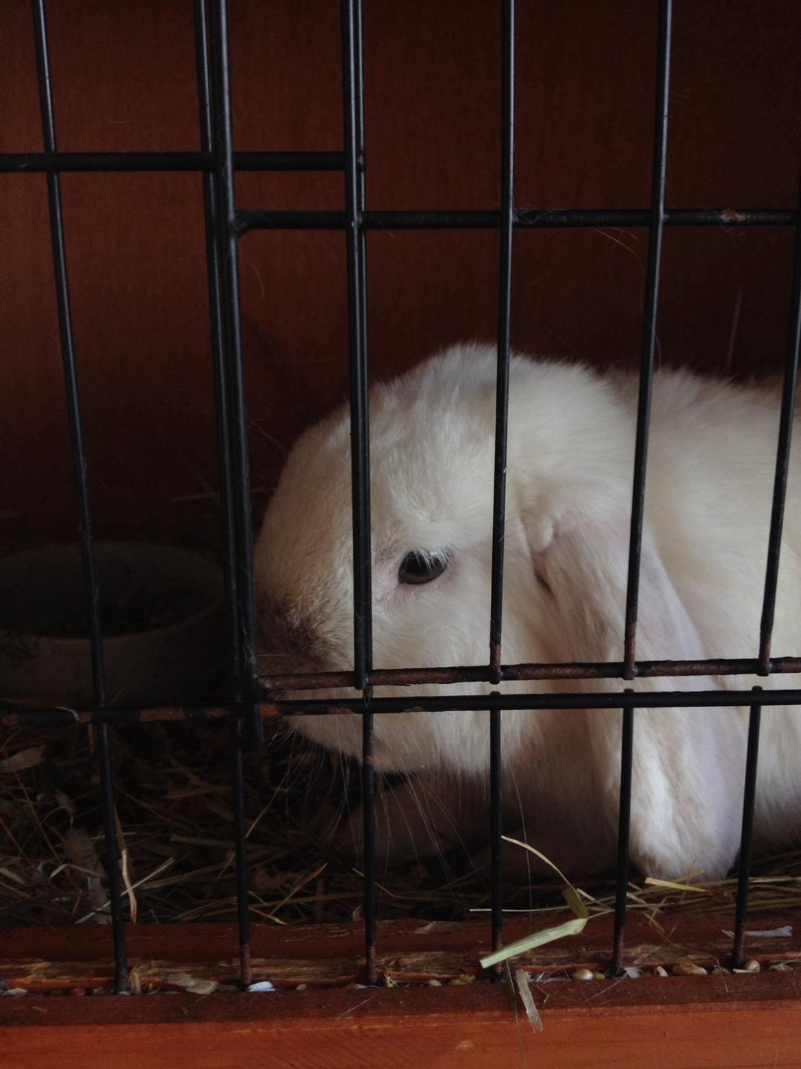 Kanin Jumper De Hermano billede 16