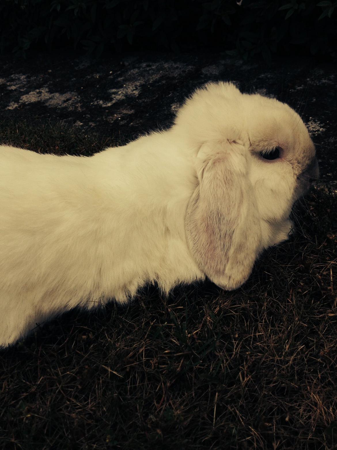 Kanin Jumper De Hermano billede 17