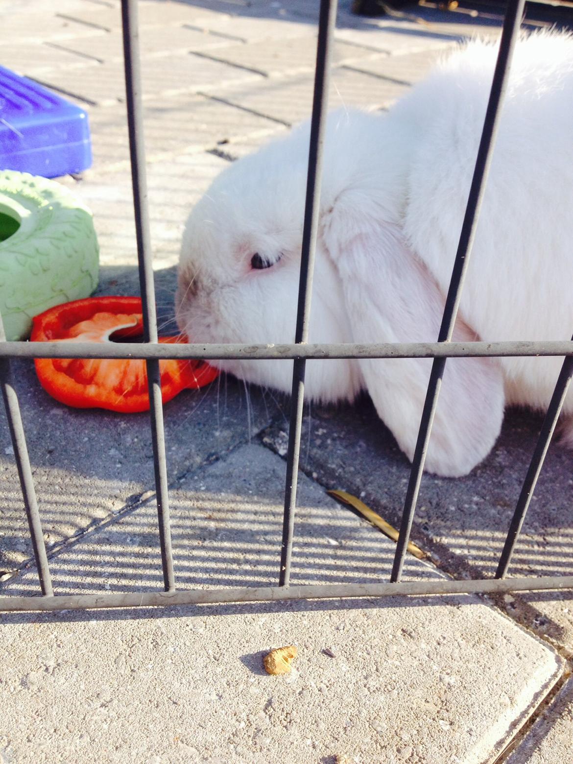 Kanin Jumper De Hermano - Mad-glad har man da lov til at være :D billede 18