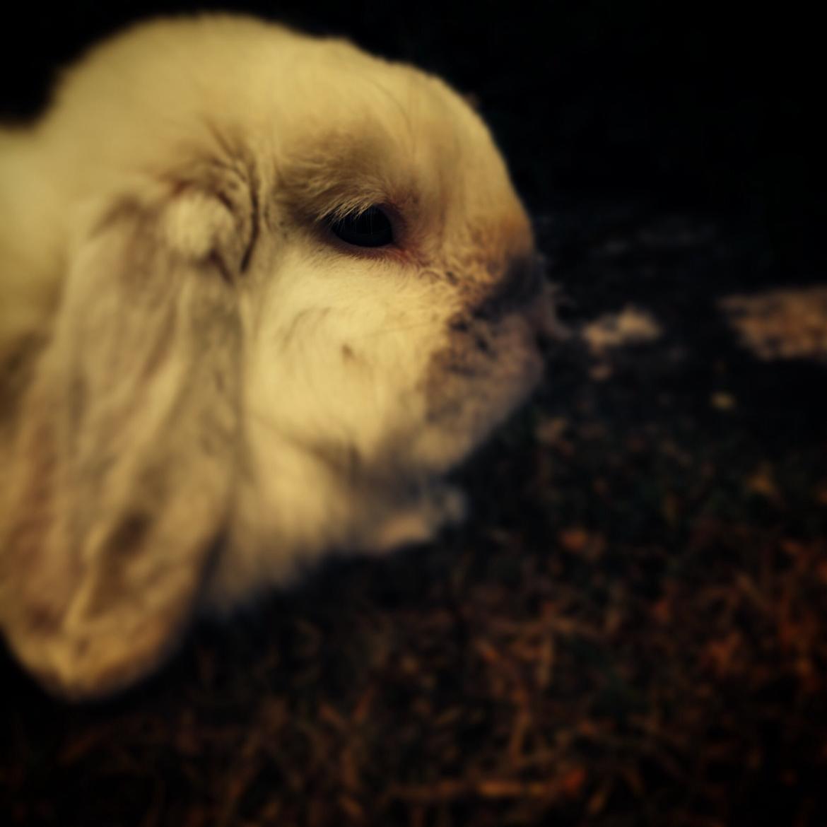 Kanin Jumper De Hermano billede 19