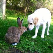 Kanin Belgisk kæmpe - Karla Kampvogn