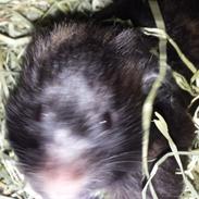 Hamster Eleanor. (R.I.P)