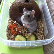 Hamster Tut Zoo's Skrald i låget