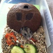 Hamster Tut Zoo's Skrald i låget