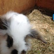 Kanin ??TOFFI??R.I.P??